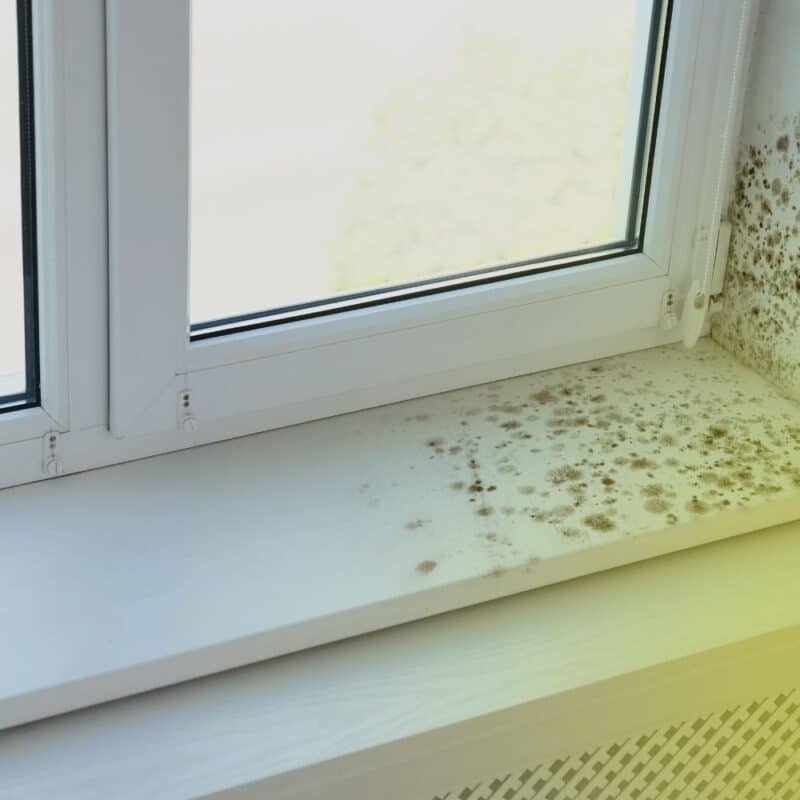 does mold always smell in a home