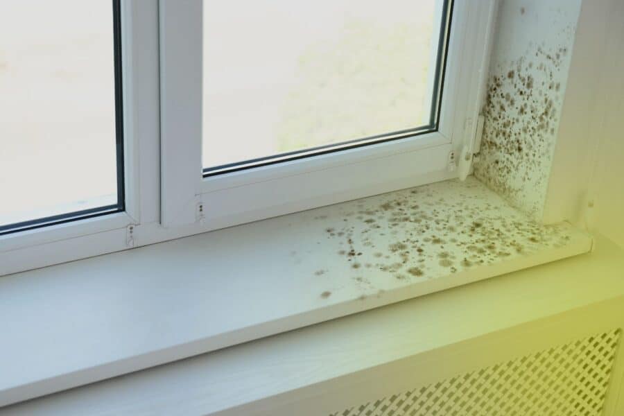 does mold always smell in a home