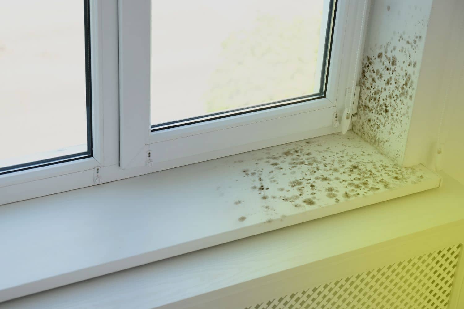 Does Mold Always Cause a Smell Inside a Home?