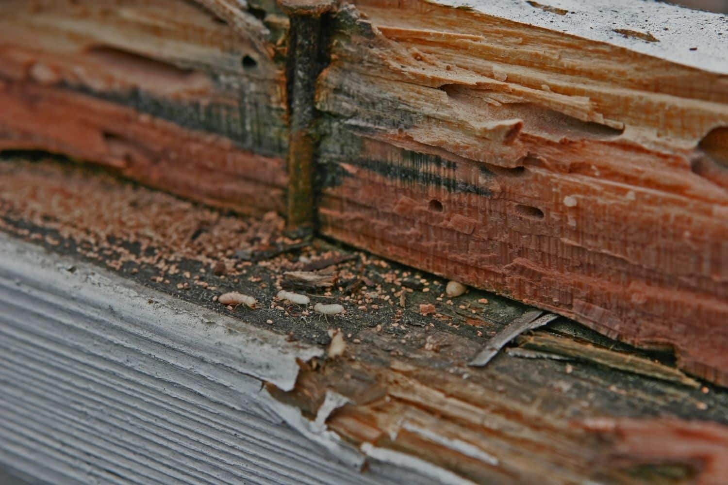 What Happens if Your Home Inspector Finds Pest Activity?