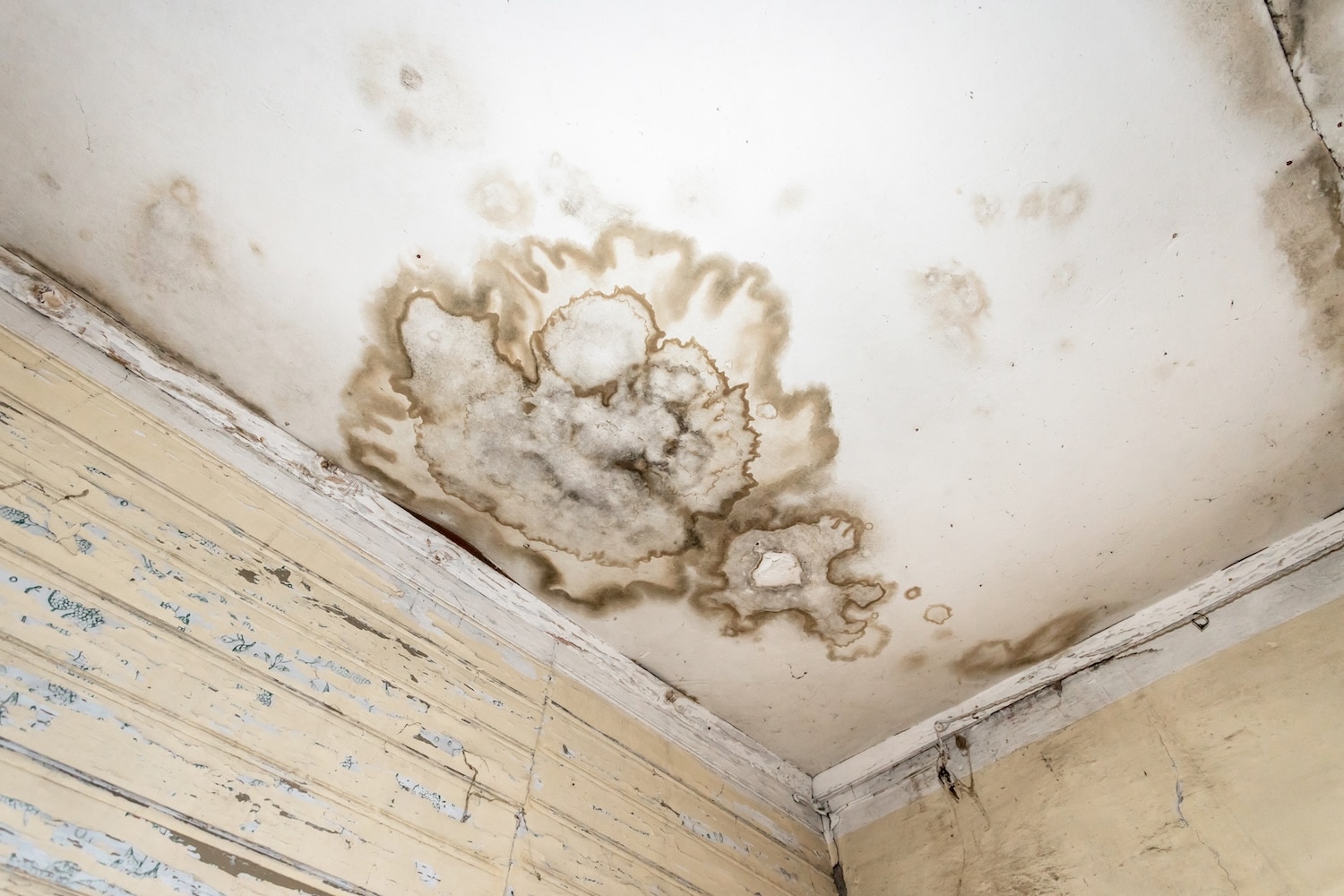 Large brown water stains and mold growth on a white ceiling in the corner of a room with peeling, weathered walls.