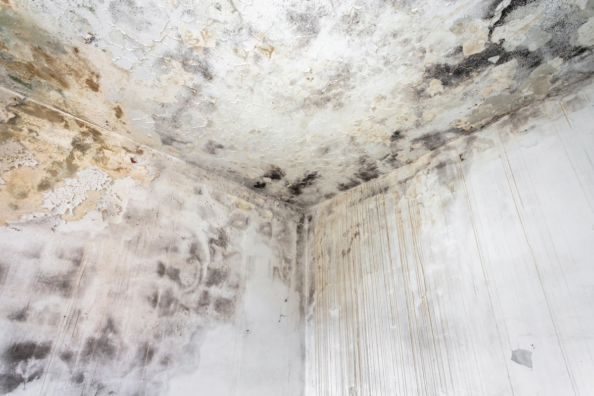 Extensive black mold growth and severe water damage covering a ceiling and peeling white walls in the corner of a room, featuring prominent vertical brown water stains.